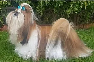 Shih-Tzu sunia, Łódzkie, Mokrsko