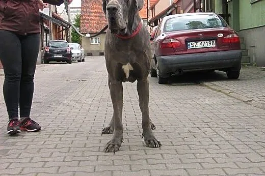 Arni-dog niemiecki do adopcji,  śląskie Zabrze