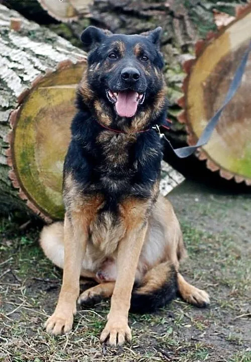 Milo owczarek do adopcji, łódzkie Łódź