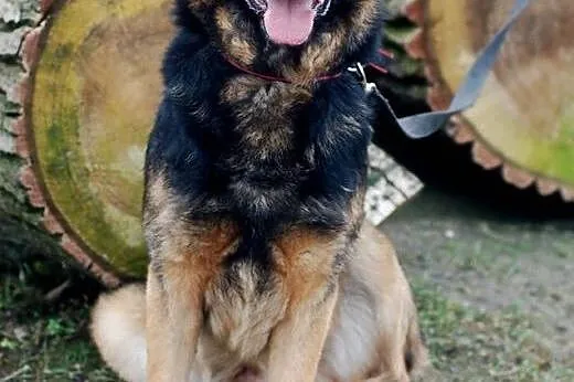 Milo owczarek do adopcji, łódzkie Łódź