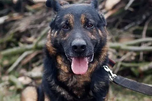 Milo owczarek do adopcji,  łódzkie Łódź