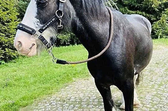 Bardzo spokojna klacz Tinker !, , Kolbudy