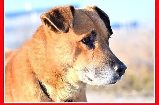 FIODOR, 40kg,duży,spokojny,zrównoważony pies do adopcji,  dolnośląskie Wrocław
