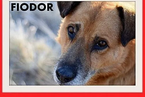 FIODOR, 40kg,duży,spokojny,zrównoważony pies do ad