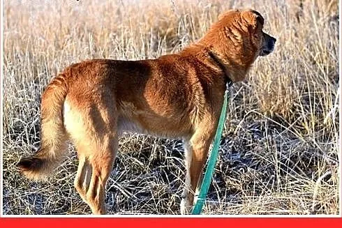 FIODOR, 40kg,duży,spokojny,zrównoważony pies do ad