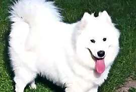 Pies rasy Samoyed do oddania