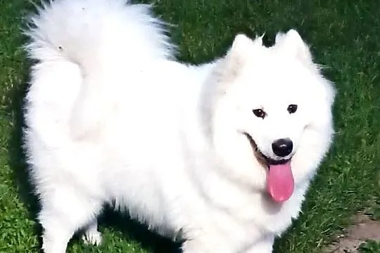 Pies rasy Samoyed do oddania
