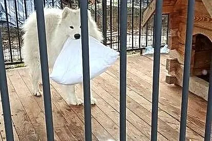 Pies rasy Samoyed do oddania, Lubelskie, Komarów-Osada
