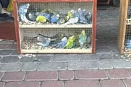 Sprzedam Papugi faliste