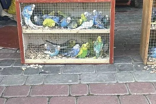 Sprzedam Papugi faliste