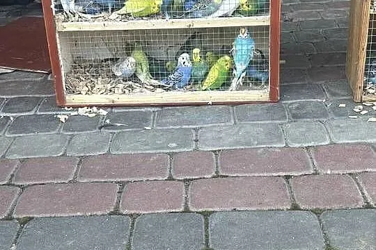 Sprzedam Papugi faliste, Małopolskie, Tarnów