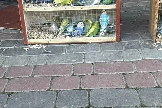 Sprzedam Papugi faliste, Małopolskie, Tarnów