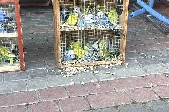 Sprzedam Papugi faliste, Małopolskie, Tarnów