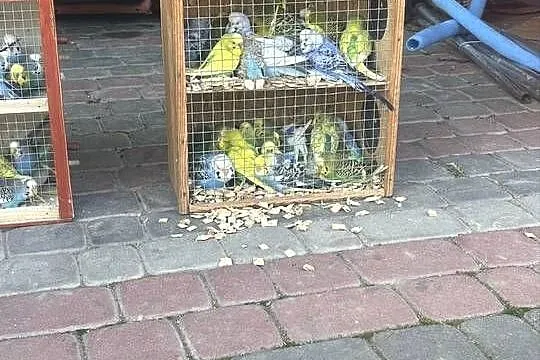Sprzedam Papugi faliste, Małopolskie, Tarnów