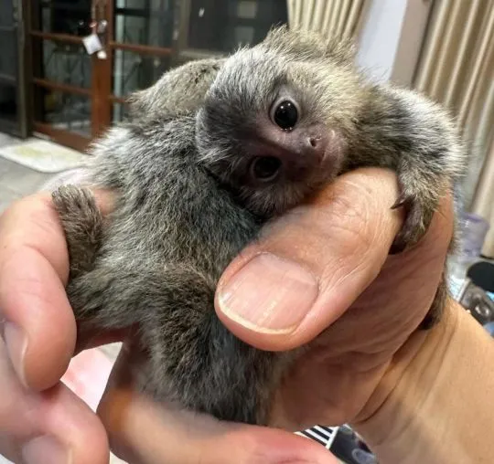 Małe marmozety szukają nowego domu xxxxxxxxxxxxxxxxxx