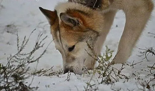 Freki - wspaniały psiak w typie husky szuka domu,