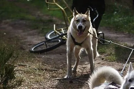Freki - wspaniały psiak w typie husky szuka domu, 