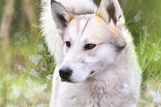 Freki - wspaniały psiak w typie husky szuka domu, 