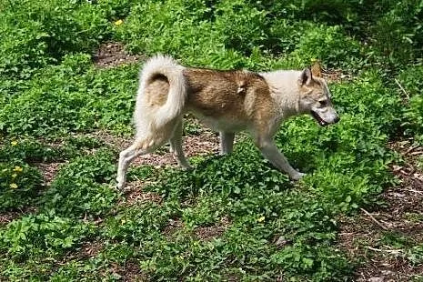 Freki - wspaniały psiak w typie husky szuka domu, 
