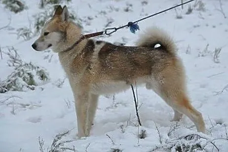 Freki - wspaniały psiak w typie husky szuka domu, 
