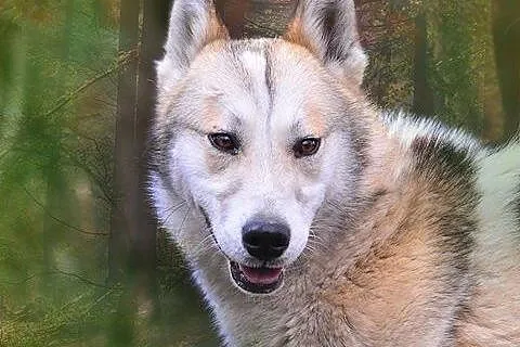 Freki - wspaniały psiak w typie husky szuka domu, 