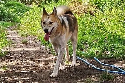 Freki - wspaniały psiak w typie husky szuka domu, 