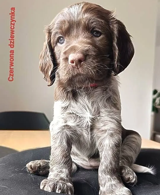 Polski Spaniel Myśliwski, Świętokrzyskie, Kielce