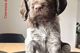 Polski Spaniel Myśliwski