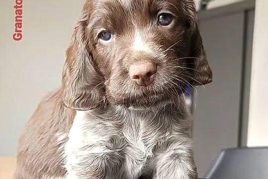 Polski Spaniel Myśliwski, Świętokrzyskie, Kielce