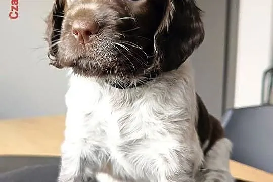 Polski Spaniel Myśliwski, Świętokrzyskie, Kielce