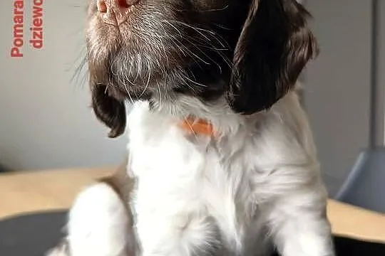 Polski Spaniel Myśliwski, Świętokrzyskie, Kielce