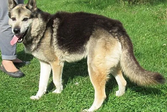 GIENEK 9 letni duży pies w typie pierwotnym, Warszawa