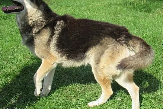 GIENEK 9 letni duży pies w typie pierwotnym, Warszawa