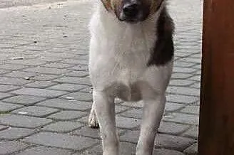 Bonbon vel Zorek błaga o dom !!!,  śląskie Dąbrowa Górnicza