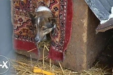 Bonbon vel Zorek błaga o dom !!!,  śląskie Dąbrowa