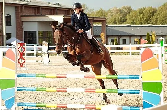 Wszechstronny wałach Huzar x First des Termes, , Stryków
