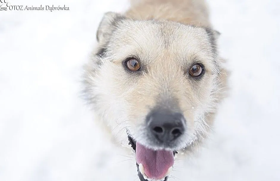 OTOZ Animals Dąbrówka - Brutusik szuka miłości, Pomorskie, Gdańsk