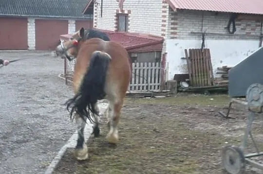 Stanówka ogierem sztumskim