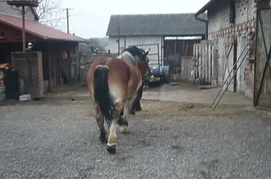 Stanówka ogierem sztumskim
