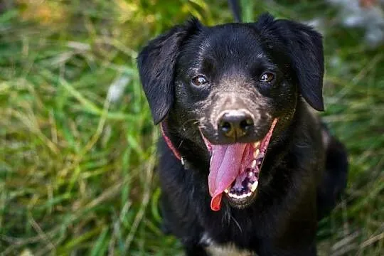 Łagodny, wesoły Marco, młody psiak do adopcji!