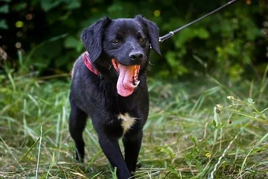 Łagodny, wesoły Marco, młody psiak do adopcji!
