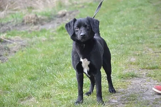 Łagodny, wesoły Marco, młody psiak do adopcji!
