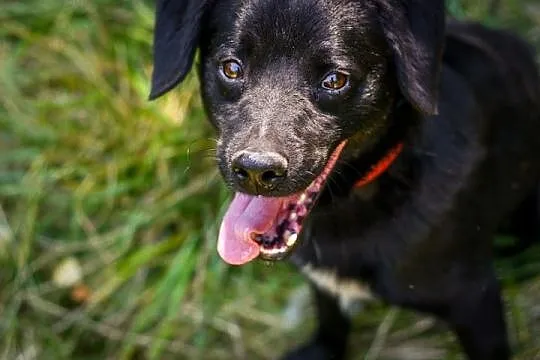 Łagodny, wesoły Marco, młody psiak do adopcji!
