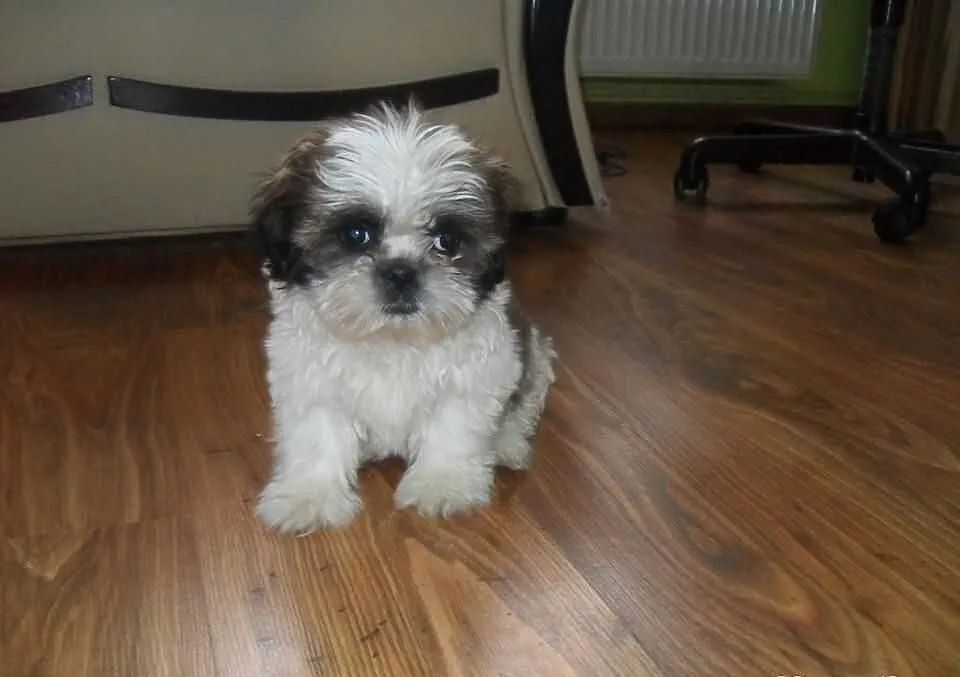 SHIH-TZU Bialo-czarno braz.PIESEK