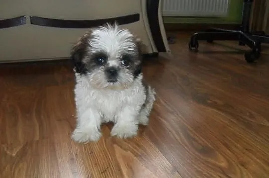 SHIH-TZU Bialo-czarno braz.PIESEK