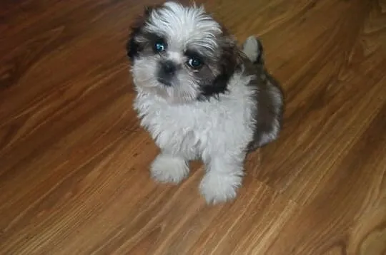 SHIH-TZU Bialo-czarno braz.PIESEK