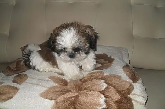 SHIH-TZU Bialo-czarno braz.PIESEK