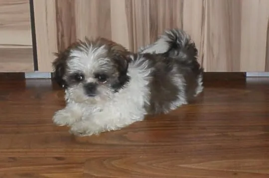 SHIH-TZU Bialo-czarno braz.PIESEK