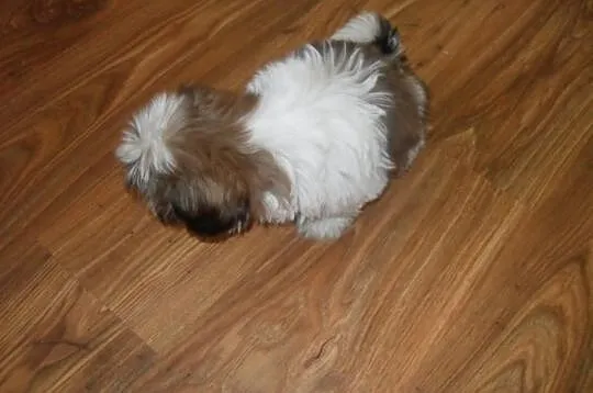SHIH-TZU Bialo-czarno braz.PIESEK