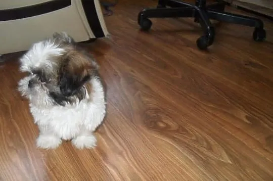 SHIH-TZU Bialo-czarno braz.PIESEK
